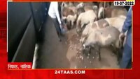Video | मेंढ्या खाऊ लागल्या शेकडो क्विंटल कांदा 