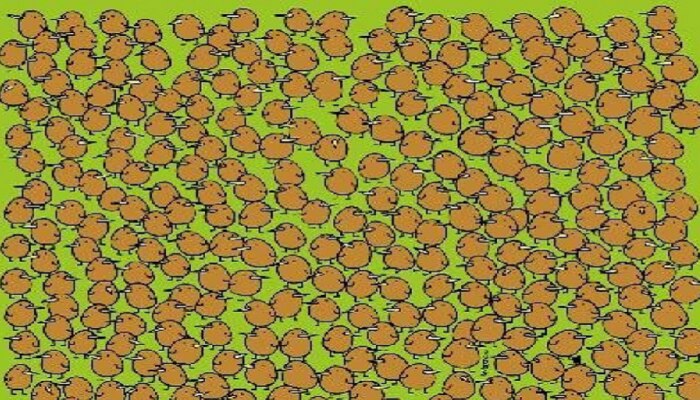 Optical Illusion : लहान पक्षांमध्ये लपलेयत कीवीची फळं, पाहा तुमच्या नजरेला ती दिसतायत का?