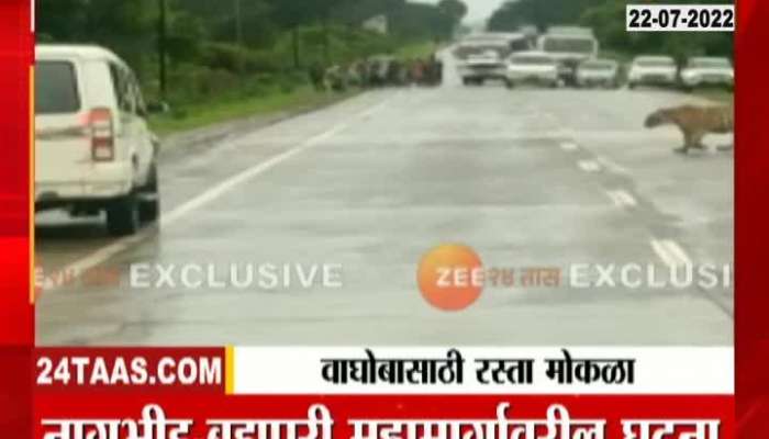 Chandrapur Traffic Halted For Tiger To Cross Road