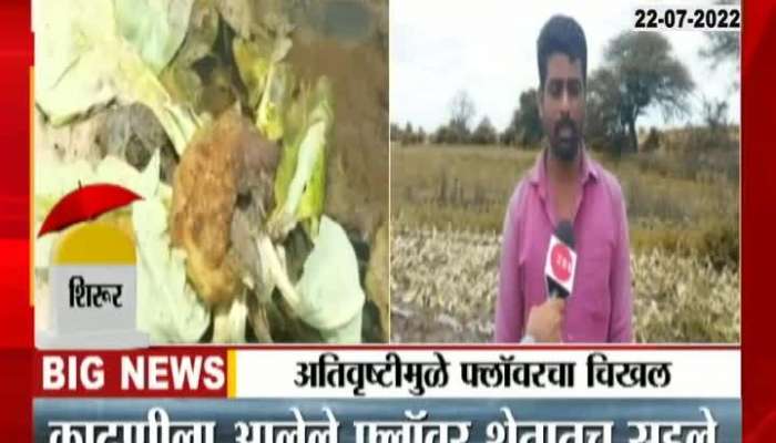 Pune Shirur Farmers In Problem For Cauliflower Crop Damage From Heavy Rainfall