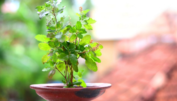 Tulsi Puja Rules: तुळशीची पानं तोडत असाल तर प्रथम नियम जाणून घ्या, नाहीतर...