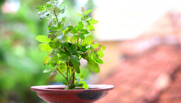Tulsi Puja Rules: तुळशीची पानं तोडत असाल तर प्रथम नियम जाणून घ्या, नाहीतर...