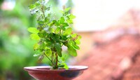 Tulsi Puja Rules: तुळशीची पानं तोडत असाल तर प्रथम नियम जाणून घ्या, नाहीतर...