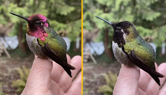 Trending : रंग बदलणारा सरडा पाहिला असेल, पण कधी रंग बदलणारा पक्षी पाहिलाय? पाहा व्हिडीओ