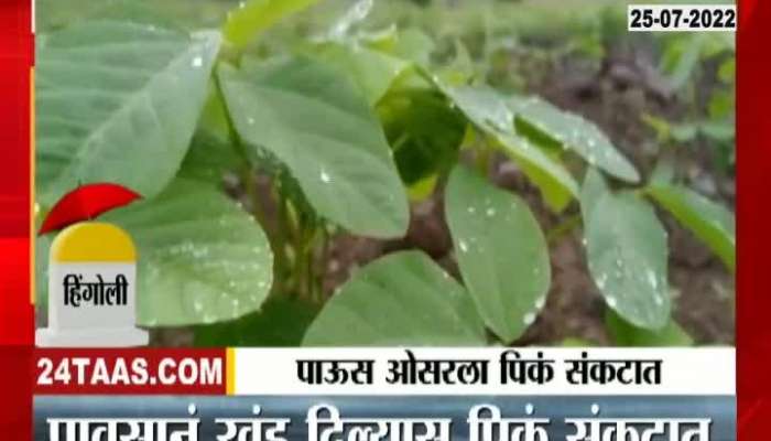 In Hingoli district a break in rains is a crisis for crops