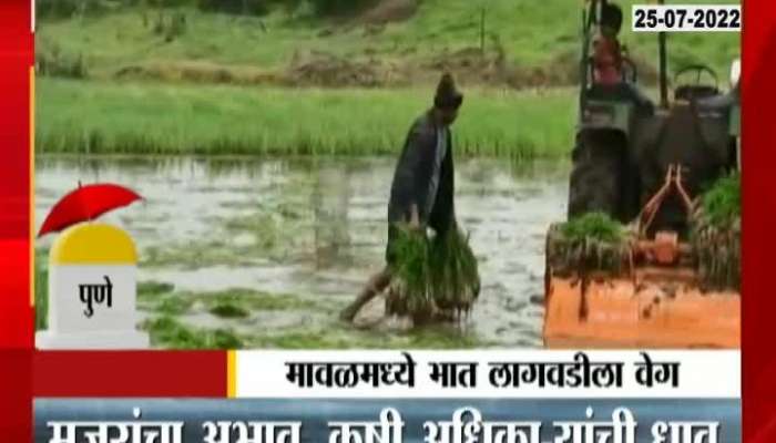 Pune Maval Rice Plantation 