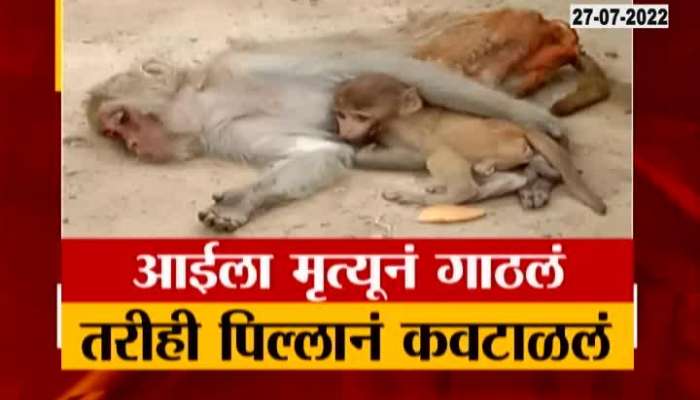 A baby monkey Take Care Of Her Die Mother 