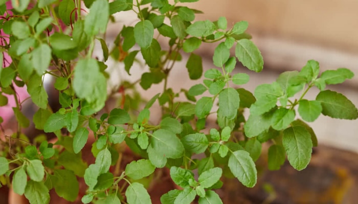 Tulsi Plant : घरात &#039;या&#039; ठिकाणी तुळशीचं रोप ठेवू नका, अन्यथा...!