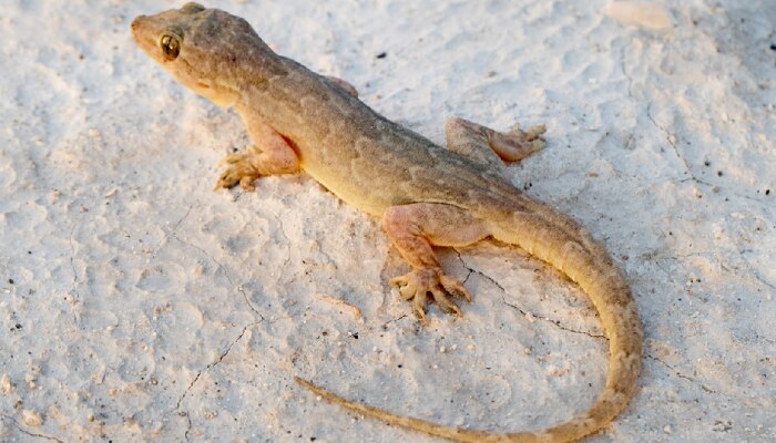 Lizard in Dream: झोपल्यानंतर स्वप्नात पाल दिसणं शुभ की अशुभ, जाणून घ्या याचा नेमका अर्थ