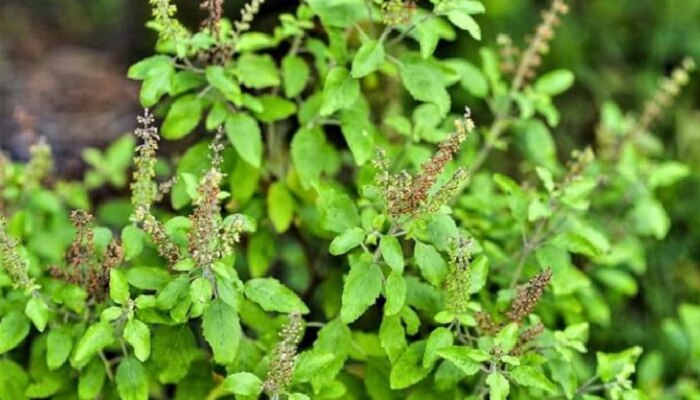 Tulsi Puja : सकाळी तुळशीची पूजा करताय? &#039;हे&#039; 5 नियम जरूर पाळा!