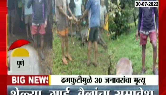 Maharashtra cloudburst 30 animals died 