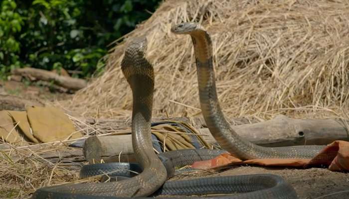 King Cobra: एकमेकांच्या जीवावर उठले कोब्रा, व्हिडीओ पाहताच भरेल धडकी