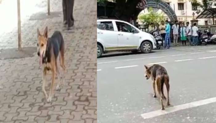 वैद्यकीय महाविद्यालयात डॉक्टरवर हल्ला करत तोडले लचके, कुत्र्यांचा बंदोबस्त करण्यासाठी डॉक्टरांचा आंदोलनाचा इशारा