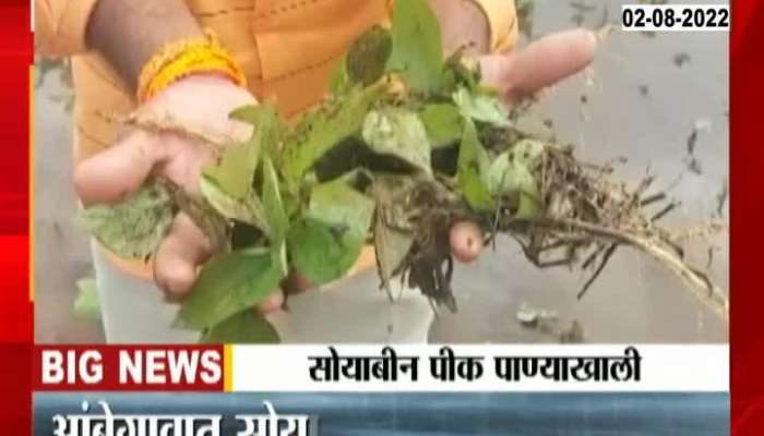 Damage to soybean crop due to heavy rains in Ambegaon of Pune district