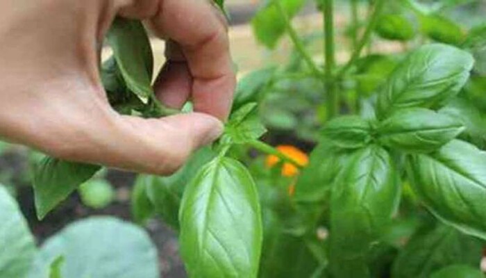 Tulsi Plant : चुकूनंही &#039;या&#039; दिवशी आणि &#039;या&#039; वेळी तोडू नये तुळशीची पानं, कारण...