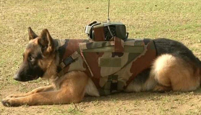 Army Dogs Recruitment : लष्करातील श्वानांना मिळतो पगार, कशी होते भरती? एकदा पाहाच 