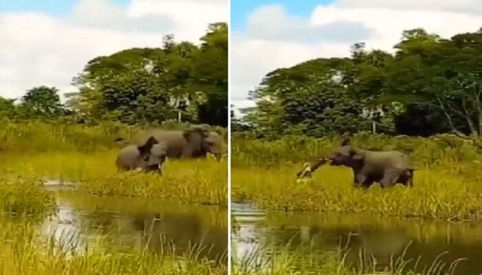 मगरीचा हत्तीच्या पिल्लावर हल्ला, जबड्यात सोंड धरली आणि... पाहा व्हिडीओ