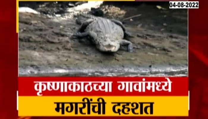 Sangli Villages Near Krishna River In Tension As Ten Crocodile Found In River