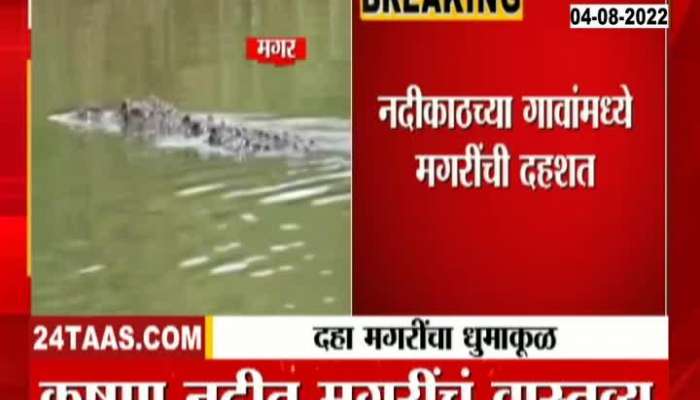 Sangli Update Krishna River Ten Crocodile Found