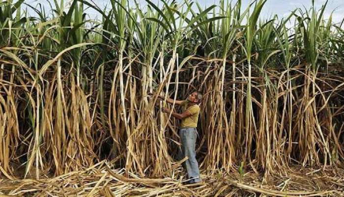 FRP for Sugarcane: केंद्र सरकारची शेतकऱ्यांना खूशखबर; साखरेच्या FRP मध्ये इतक्या रुपयांची वाढ