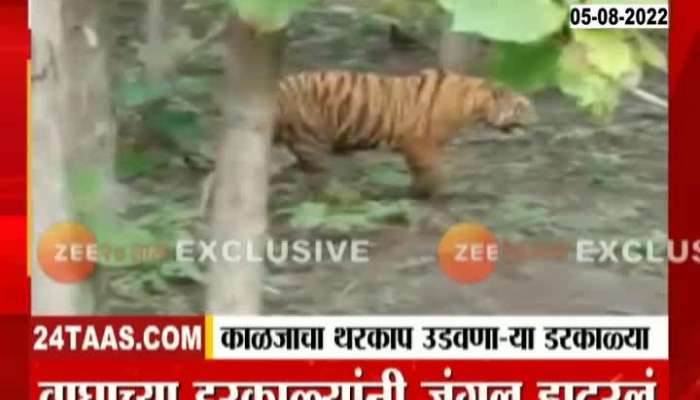 Tourists trembled with fear of tigers