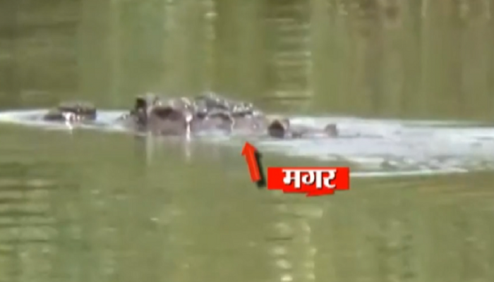Sangali : सांगलीत 10 मगरींचा धुमाकूळ, गावांमध्ये दहशत  