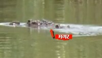 Sangali : सांगलीत 10 मगरींचा धुमाकूळ, गावांमध्ये दहशत  