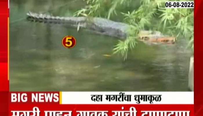 Crocodiles In sangli Krishna River 