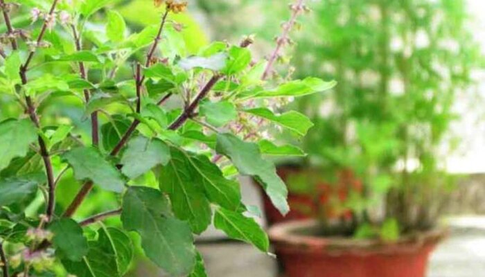 Tulsi Plant Rules: चुकूनंही &#039;या&#039; 5 जागी लावू नका तुळशीचं रोप!