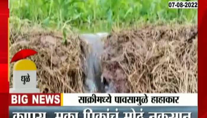 Dhule Sakri Crop loss due to heavy rain 
