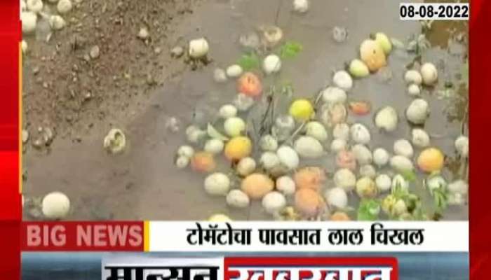 Pune Ambegaon Tomato Loss Due To Heavy Rain 