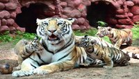 कधीच पाहिली नसेल डरकाळी फोडणाऱ्या वाघिणीची माया; 