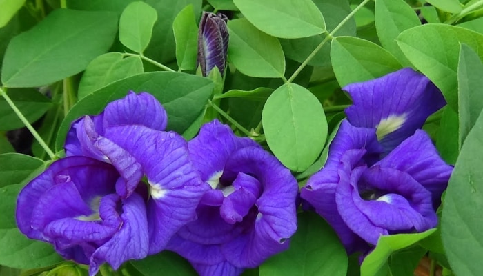 Aprajita Flower Farming: अपराजिताच्या फुलांची शेती करा आणि तिप्पट नफा कमवा