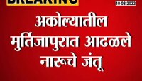 VIDEO | अकोल्यातील मुर्तिजापुरात आढळले नारुचे जंतू