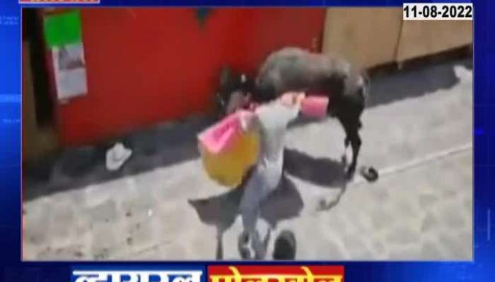 viral polkhol viral video of bull conflict