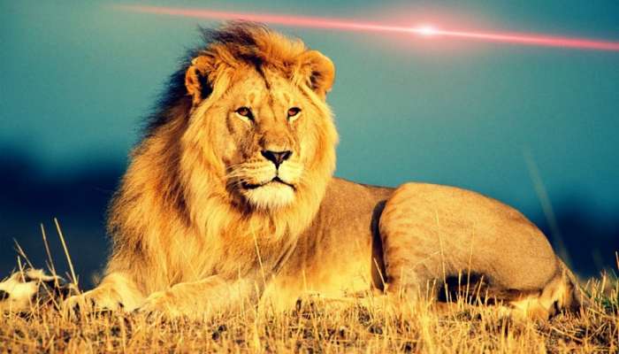 World Lion Day : सिंह हा जंगलाचा राजा का असतो? IFS अधिकाऱ्यामुळं सर्वांनाच मिळालं याचं उत्तर