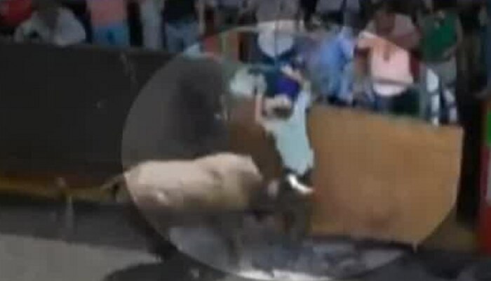 Viral Video : फूटबॉलसारखं उडवलं, जमिनीवर आपटलं, चिडलेल्या रेड्याने तरुणाला अस्मान दाखवलं