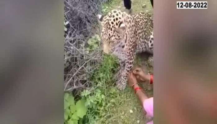 women ties rakhi to leopard video viral on social media