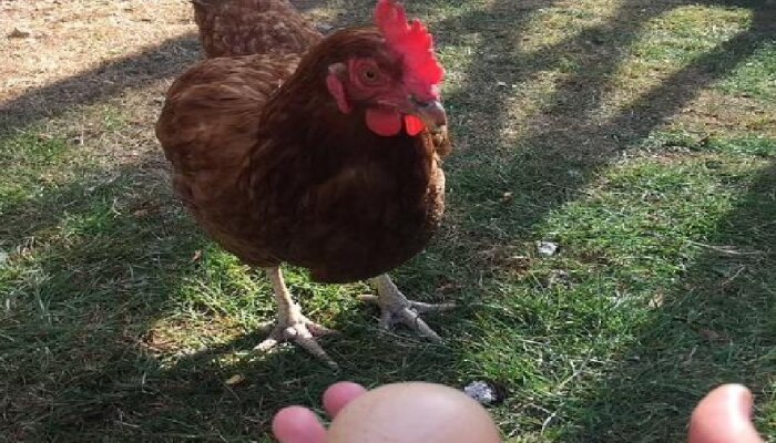 सोन्याचं अंड देणारी कोंबडी सापडलीच; अंड्याची किंमत ऐकून म्हणाल बापरे....!