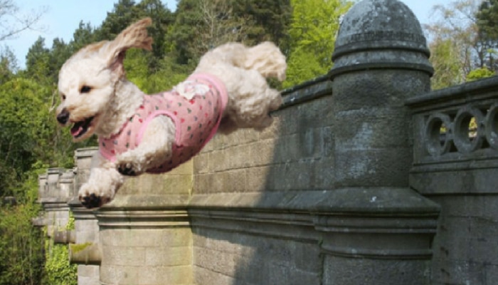 &#039;या&#039; रहस्यमयी पूलावरून उडी मारत कुत्रे करतात आत्महत्या; माणसांनाही विचित्र अनुभव