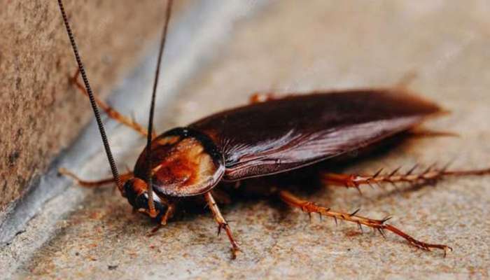 Cockroach Remedies: झुरळांपासून मुक्ती मिळवण्यासाठी घरगुती उपाय