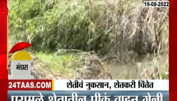 Video | Bhandara Crop Loss Dur To Heavy Rain