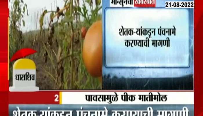 Crop soil value due to rain in Dharashiv