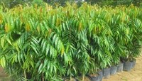 Tree Worship Benefits: 'या' झाडांची पूजा केल्याने पूर्ण होतात सर्व इच्छा!