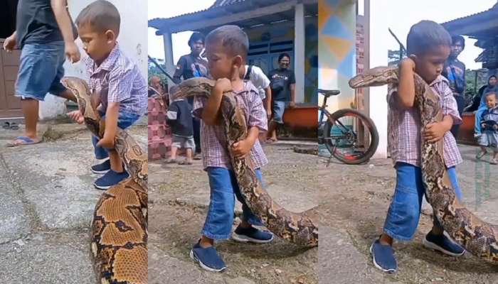 Small boy playing with python: लहान मुलाने दहापट मोठ्या अजगराला उचललं, छातीशी लावलं, पुढे काय झालं? पाहा