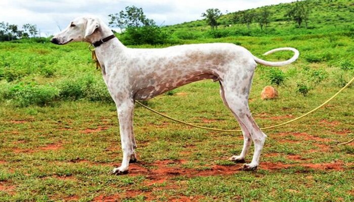 Mudhol Hound: मोदींच्या सुरक्षेसाठी मुधोळ हाऊंड्स