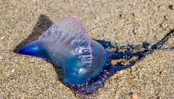Jellyfish: मुंबईत गणेशोत्सवाच्या आधी जेलीफिशने वाढवली चिंता, समुद्र किनाऱ्यावर प्रशासन सतर्क