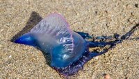 Jellyfish: मुंबईत गणेशोत्सवाच्या आधी जेलीफिशने वाढवली चिंता, प्रशासन सतर्क