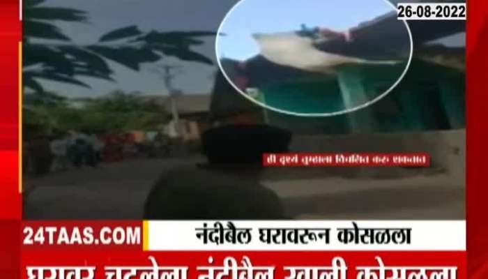 Jalgaon Bull Got Injured After Falling From House Roof Top