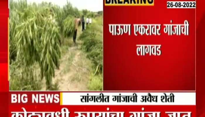 Illegal ganja cultivation in Shipur of Sangli, seizure of crores worth of ganja